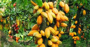 Cocoa Farm